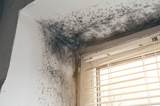 Affordable Mold Remediation solutions in Woodbury Heights, NJ